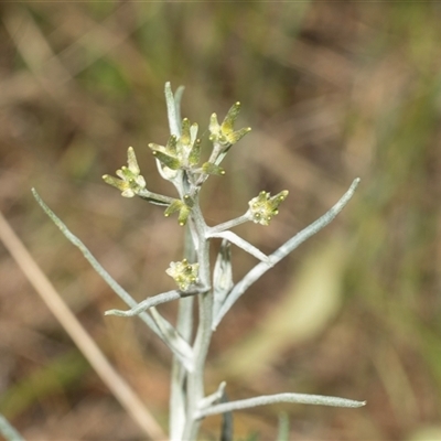 Senecio quadridentatus (Cotton Fireweed) at Uriarra Village, ACT - 24 Oct 2025 by AlisonMilton