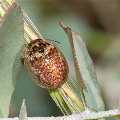 Paropsisterna decolorata (A Eucalyptus leaf beetle) at Uriarra Village, ACT - 24 Oct 2025 by AlisonMilton