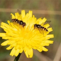 Melangyna viridiceps (Hover fly) at Uriarra Village, ACT - 24 Oct 2025 by AlisonMilton