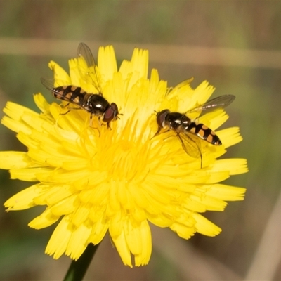 Melangyna viridiceps (Hover fly) at Uriarra Village, ACT - 24 Oct 2025 by AlisonMilton