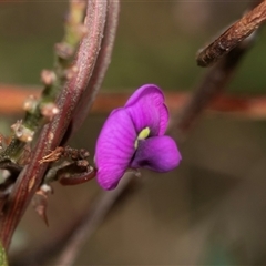 Hardenbergia violacea (False Sarsaparilla) at Uriarra Village, ACT - 24 Oct 2025 by AlisonMilton