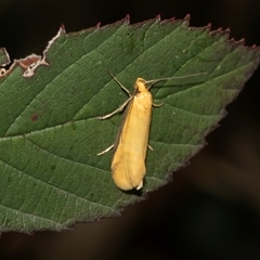 Philobota protecta (A concealer moth) at Uriarra Village, ACT - 24 Oct 2025 by AlisonMilton