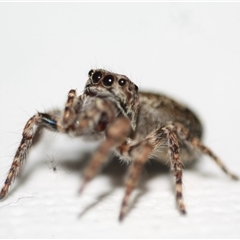Servaea incana (Hoary Servaea) at Sutton, NSW - 10 Aug 2024 by TeamMaratus