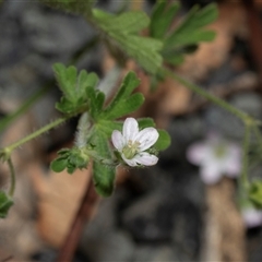 Geranium solanderi var. solanderi (Native Geranium) at Uriarra Village, ACT - 24 Oct 2025 by AlisonMilton