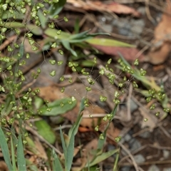 Briza minor (Shivery Grass) at Uriarra Village, ACT - 24 Oct 2025 by AlisonMilton