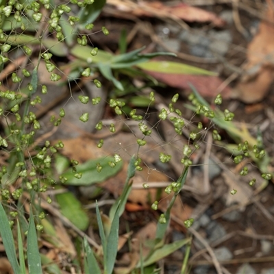 Briza minor (Shivery Grass) at Uriarra Village, ACT - 24 Oct 2025 by AlisonMilton