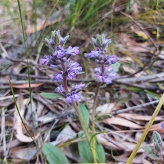 Ajuga australis (Austral Bugle) at Paddys River, ACT - 22 Oct 2025 by Numbat