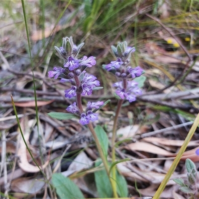 Ajuga australis (Austral Bugle) at Paddys River, ACT - 22 Oct 2025 by Numbat