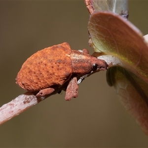 Gonipterus scutellatus (Eucalyptus snout beetle, gum tree weevil) at Uriarra Village, ACT - 24 Oct 2025 by AlisonMilton