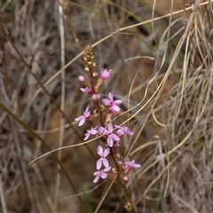 Stylidium (genus) (Trigger Plant) at Uriarra Village, ACT - 24 Oct 2025 by AlisonMilton