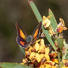Lucia limbaria (Chequered Copper) at Uriarra Village, ACT - 24 Oct 2025 by AlisonMilton