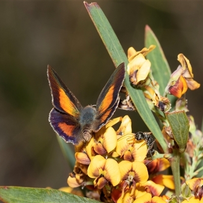 Lucia limbaria (Chequered Copper) at Uriarra Village, ACT - 24 Oct 2025 by AlisonMilton