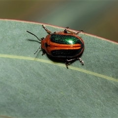 Calomela curtisi (Acacia leaf beetle) at Uriarra Village, ACT - 24 Oct 2025 by AlisonMilton
