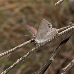 Erina hyacinthina (Varied Dusky-blue) at Uriarra Village, ACT - 24 Oct 2025 by AlisonMilton