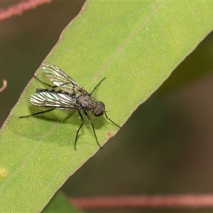 Rhagionidae (family) (A snipe fly) at Uriarra Village, ACT - 24 Oct 2025 by AlisonMilton
