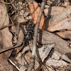 Nyssus albopunctatus (White-spotted swift spider) at Uriarra Village, ACT - 24 Oct 2025 by AlisonMilton