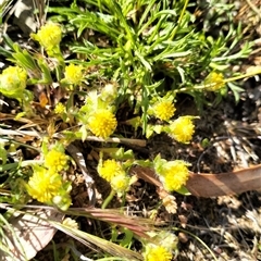 Triptilodiscus pygmaeus (Annual Daisy) at Carwoola, NSW - 14 Oct 2025 by Zoed