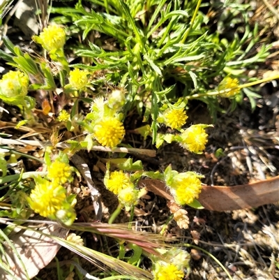 Triptilodiscus pygmaeus (Annual Daisy) at Carwoola, NSW - 14 Oct 2025 by Zoed