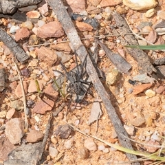 Venator spenceri (Hunter) at Uriarra Village, ACT - 24 Oct 2025 by AlisonMilton