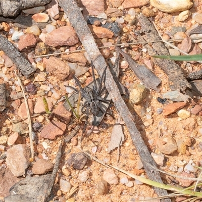 Venator spenceri (Hunter) at Uriarra Village, ACT - 24 Oct 2025 by AlisonMilton