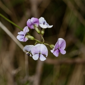 Glycine clandestina (Twining Glycine) at Uriarra Village, ACT - 24 Oct 2025 by AlisonMilton