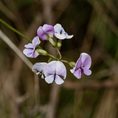 Glycine clandestina (Twining Glycine) at Uriarra Village, ACT - 24 Oct 2025 by AlisonMilton