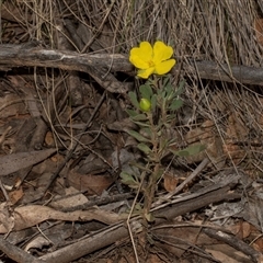 Hibbertia obtusifolia (Grey Guinea-flower) at Uriarra Village, ACT - 24 Oct 2025 by AlisonMilton