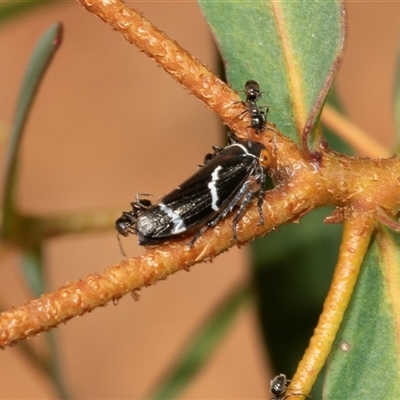 Eurymeloides bicincta (Gumtree hopper) at Uriarra Village, ACT - 24 Oct 2025 by AlisonMilton