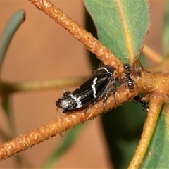 Formicidae (family) (Unidentified ant) at Uriarra Village, ACT - 24 Oct 2025 by AlisonMilton