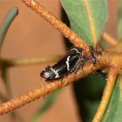 Formicidae (family) (Unidentified ant) at Uriarra Village, ACT - 24 Oct 2025 by AlisonMilton