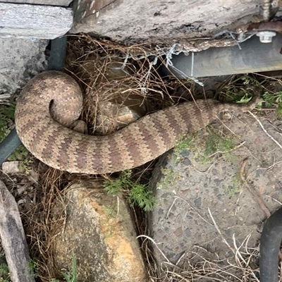 Acanthophis antarcticus (Common Death Adder) at Pappinbarra, NSW - 24 Oct 2025 by AngFrost