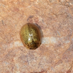 Paropsisterna cloelia (Eucalyptus variegated beetle) at Uriarra Village, ACT - 24 Oct 2025 by AlisonMilton