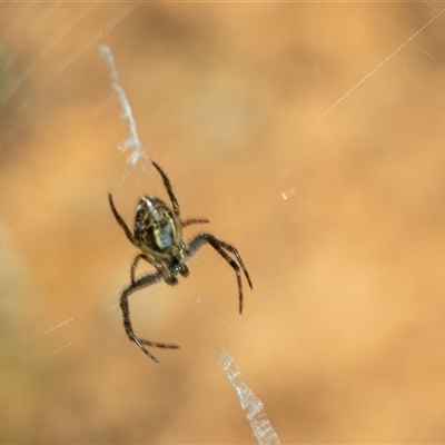 Unverified Orb-weaving spider (several families) at Uriarra Village, ACT - 24 Oct 2025 by AlisonMilton