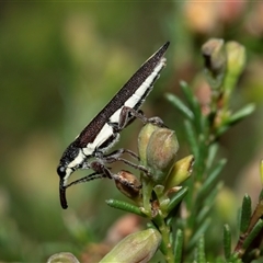 Rhinotia suturalis (Belid weevil) at Uriarra Village, ACT - 24 Oct 2025 by AlisonMilton