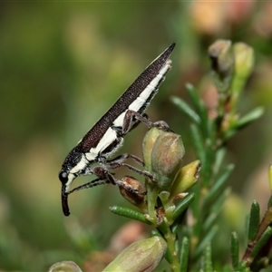 Rhinotia suturalis (Belid weevil) at Uriarra Village, ACT - 24 Oct 2025 by AlisonMilton