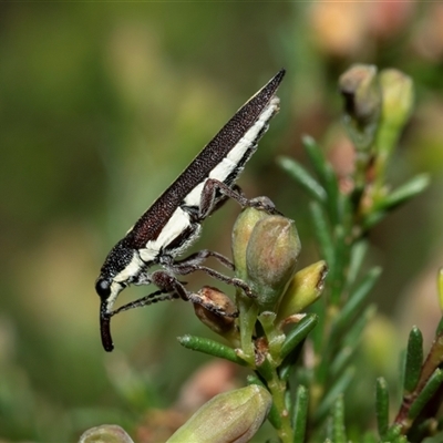 Rhinotia suturalis (Belid weevil) at Uriarra Village, ACT - 24 Oct 2025 by AlisonMilton