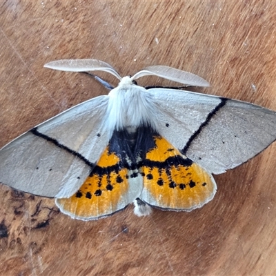 Gastrophora henricaria (Fallen-bark Looper, Beautiful Leaf Moth) at Yass River, NSW - 25 Oct 2025 by SenexRugosus