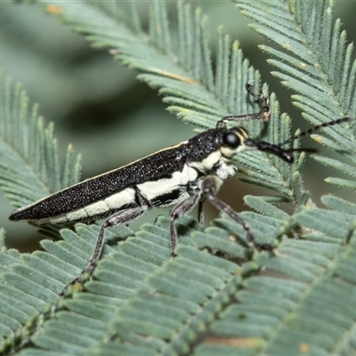 Rhinotia suturalis (Belid weevil) at Uriarra Village, ACT - 24 Oct 2025 by AlisonMilton