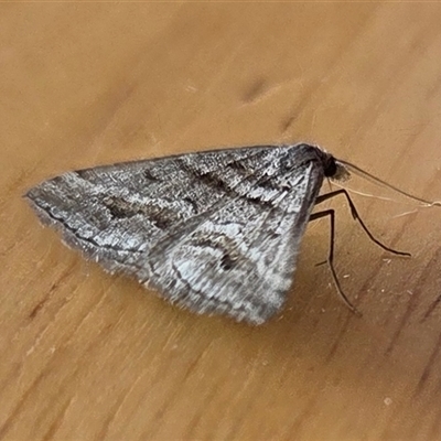 Dichromodes consignata (Signed Heath Moth) at Yass River, NSW - 25 Oct 2025 by SenexRugosus