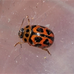 Peltoschema oceanica (Oceanica leaf beetle) at Uriarra Village, ACT - 24 Oct 2025 by AlisonMilton