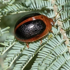 Dicranosterna immaculata (Acacia leaf beetle) at Uriarra Village, ACT - 24 Oct 2025 by AlisonMilton