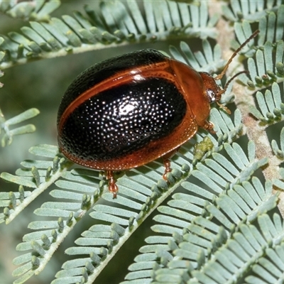 Dicranosterna immaculata (Acacia leaf beetle) at Uriarra Village, ACT - 24 Oct 2025 by AlisonMilton
