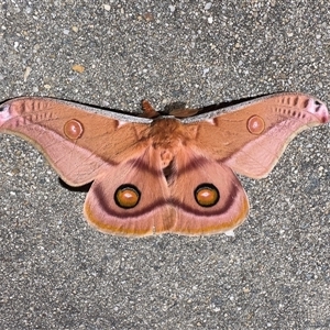 Opodiphthera eucalypti (Emperor Gum Moth) at Reid, ACT - 24 Oct 2025 by Pirom
