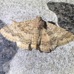 Eudesmeola lawsoni (Lawson's Night Moth) at Reid, ACT - 20 Oct 2025 by Pirom