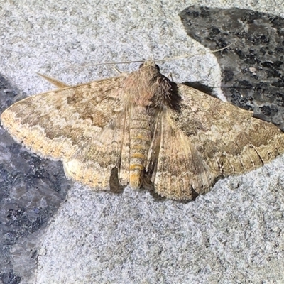 Eudesmeola lawsoni (Lawson's Night Moth) at Reid, ACT - 20 Oct 2025 by Pirom