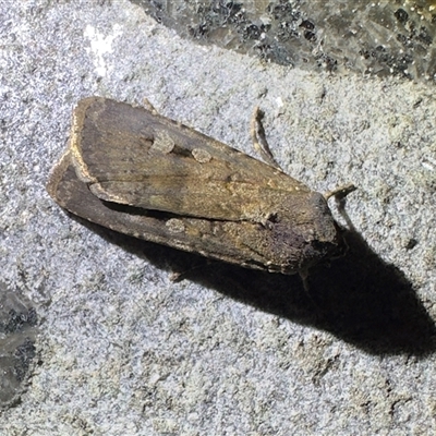 Agrotis infusa (Bogong Moth, Common Cutworm) at Reid, ACT - 20 Oct 2025 by Pirom