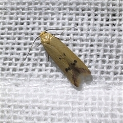 Tachystola hemisema (Chezela Group) by Pirom