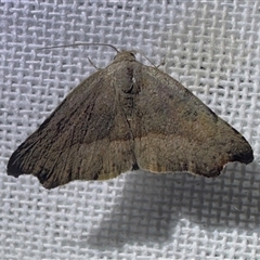 Sophta concavata (Varied Hookwing) by Pirom