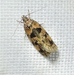 Barea melanodelta (A Barea Moth) by Pirom