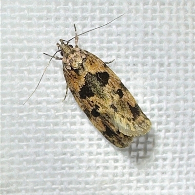 Barea melanodelta (A Barea Moth) at  - suppressed by Pirom